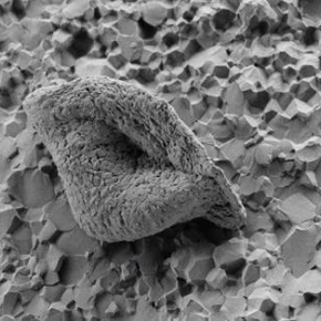 Image (microscopie électronique) d’un des microfossiles de 3,4 milliards d'années trouvés dans la formation de Strelley Pool (Australie). © Julien Alleon 
[...]