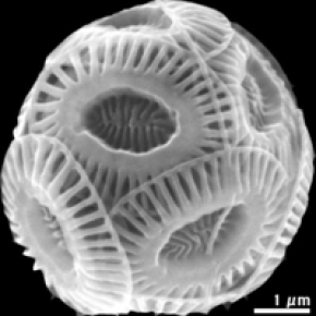 Photographie d'un squelette (coccosphère) d''Emiliania huxleyi, appartenant à la famille des Noëlaerhabdaceae, pêchée dans le SE de l'Océan Pacifique au cours de la mission océanographique BIOSOPE (BIogeochemistry and Optics South Pacific Experiment) à bord du Navire Océanographique Atalante. Crédits : Luc Beaufort.[...]