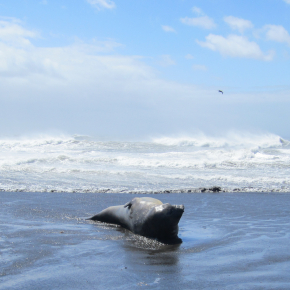 Photo d'un éléphant de mer.