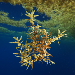 Photo d'une sargasse pélagique recouverte de son biofilm.
