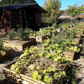 Dispositif expérimental de culture de légumes très faiblement accumulateurs de plomb