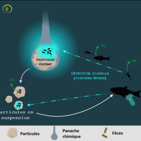 Illustration scientifique