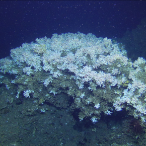 Photo des récifs de Lophelia pertusa, au nord de la Norvège (Hola)