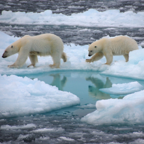 Photo d’un ours polaires sur la banquise arctique.