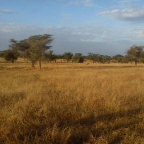 Photo d'une savane sénégalaise (Dahra, Sénégal)