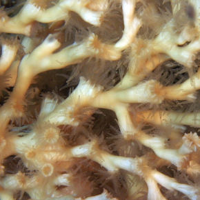  Lophelia orange, un corail dur dans le canyon Lacaze-Duthiers en Méditerrannée occidentale. Photo prise à 500 m de fond avec un robot sous-marin dans le cadre du programme "Environnements marins extrêmes, biodiversité et changement global